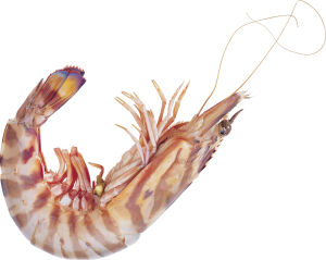 Shrimp PNG-18254